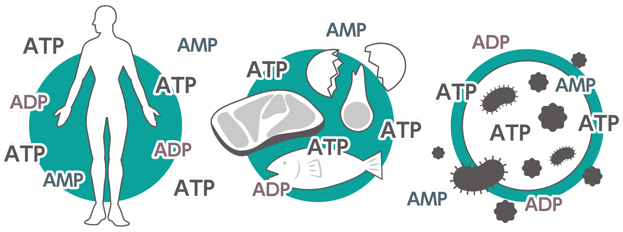 地球上の生物はみんなATP, ADP, AMPを持っている