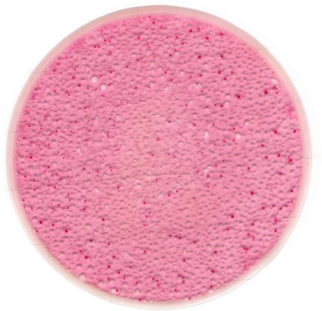 Salmonella enterica subsp. enterica