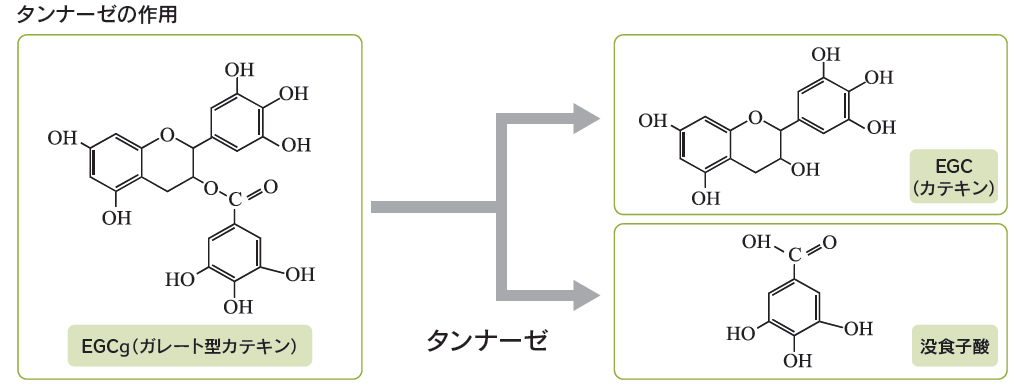 タンナーゼの作用