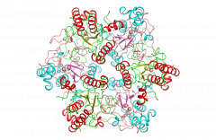 Creatininase (C1-E)