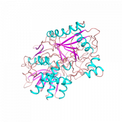 Cholesterol Oxidase胆固醇氧化酶