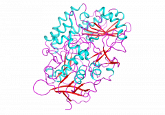 Glucose Dehydrogenase (FADGDH-AB) 