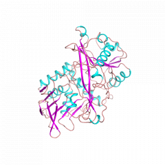 Fructosyl-amino Acid Oxidase果糖基 - 氨基酸氧化酶