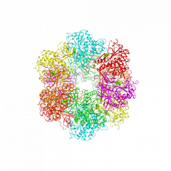 Glutamine Synthetaseグルタミンシンセターゼ