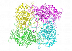 Lactate dehydrogenase (LDH-E)