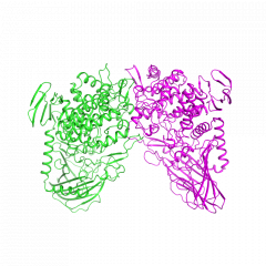 Maltose Phosphorylaseマルトースホスホリラーゼ