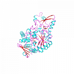 Sucrose Phosphorylase 蔗糖磷酸化酶